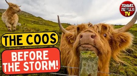 Blown Away By The Highland Cows!: Storm ASHLEY