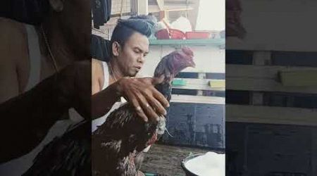 Lagi mandi pagi ayam bangkok shamo Eropa asli kesayangan saya supaya seger dan sehat kesehatannya 