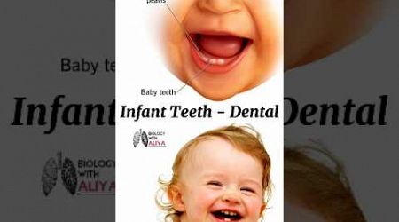 Infant Teeth - Dental #medical #animation #3d #short