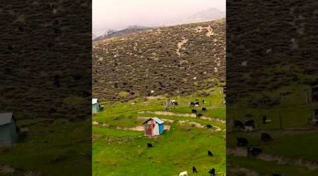 Nomadic shepherd goats acıman plateau travel wiev #keşfet #travel #goats #travelvlog #shepherd