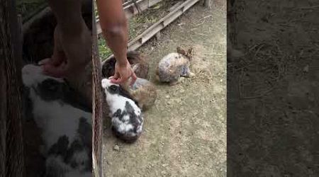 Cute rabbits in Phuket