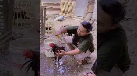 Cara memandikan ayam Bangkok kesayangan#fyp #hansfarmindnesia #viralshorts #viralvideo #viralshorts