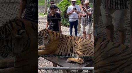 Tiger park Bangkok #travel #Adventure #Thailand #Pattaya #tiger