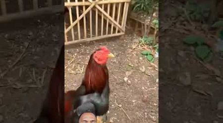 Ayam Bangkok #ayam #ayamkampung #chiken #youtubeshorts #trending #subscribe #rooster #birds