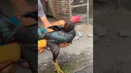 Ayam Bangkok #trending #subscribe #chiken #youtubeshorts