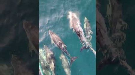 Joyful Dolphins Race Alongside Yacht in a Playful Show