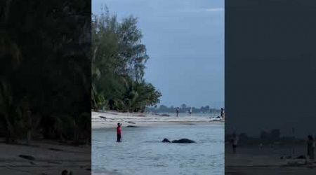 buffalo playing in the water on the beach Koh Samui