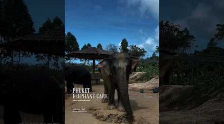 Phuket elephant care (Naithon Camp) #phuketelephantcare #elephant #phuketthailand #ช้างภูเก็ต