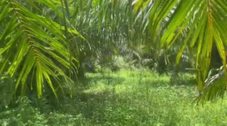 Nearly 2 Rai Palm Plantation Land Near Khao Lak Beach For Sale in Phangnga