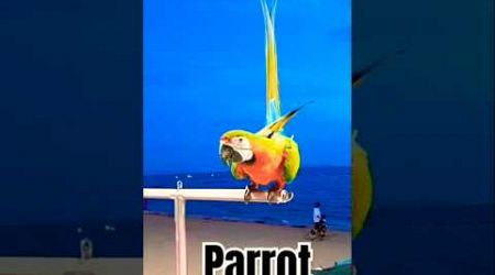 Parrot Pattaya