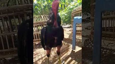 peternak ayam bangkok pemula.peternak pemulapeternak ayam bangkok slaka rumahan