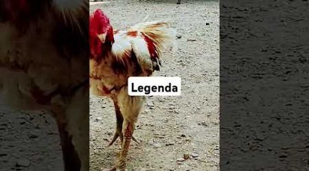 Legenda arena #ayam #bangkok