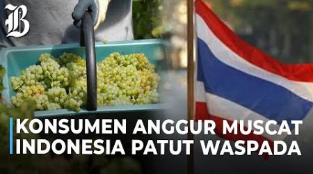 Waspada! Thailand Selidiki Anggur Muscat Beresidu Kimia Berbahaya