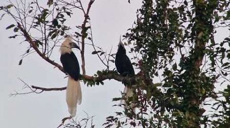 White-crowned Hornbill, Si Phang Nga National Park (Thailand), 06-01-2024