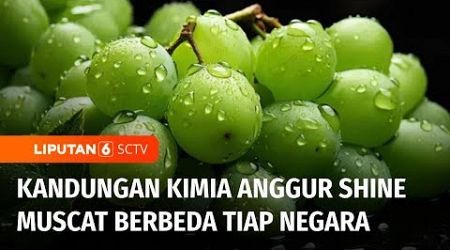 Anggur Shine Muscat Diduga Mengandung Residu Berbahaya di Thailand, di Indonesia Gimana? | Liputan