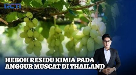 Heboh Pestisida dalam Anggur Muscat di Thailand - SIS 30/10