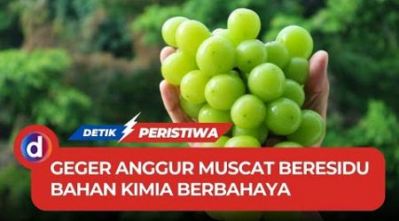 Geger Temuan Residu Berbahaya Anggur Muscat di Thailand