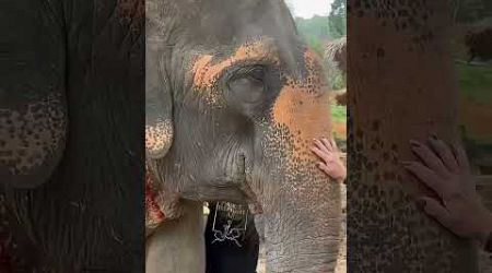 Elephant village in Phuket. What could be cuter?