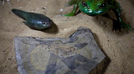 Scientists in Argentina unearth oldest tadpole, from dinosaur times