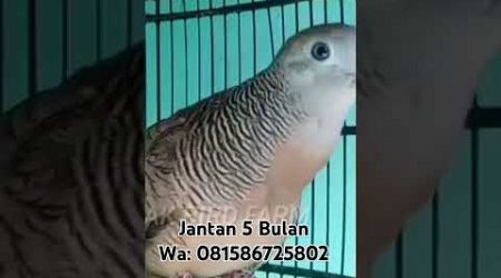 Suara Perkutut Bangkok Jantan Usia 5 Bulan#perkutut #pancinganperkututbangkok#perkututbangkokgacor