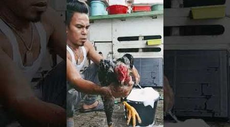 Lagi mandi pagi ayam bangkok shamo Eropa asli kesayangan saya supaya seger dan sehat kesehatannya 