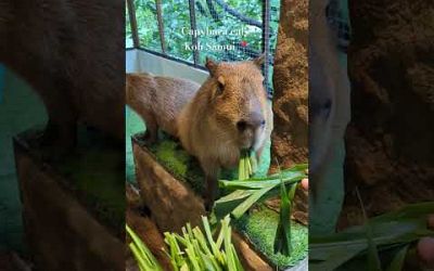 Capybara Cafe #kohsamui #capybara #cute #thailand #samui #travel #animals #hungry