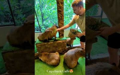 Hungry Capybara, whole family fed in Thailand! #thailand #samui #highland #travel #solo #scotland