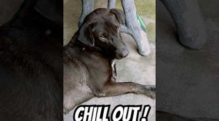 Chill out Dog Pattaya