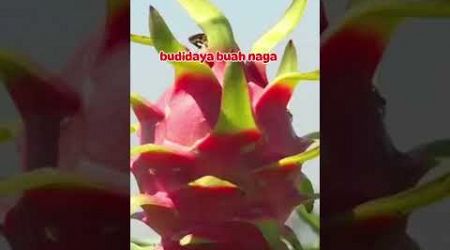 Budidaya buah naga di Thailand #shortsvideo #petanibuah #agriculture #viralshort #buah #tanaman