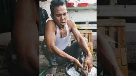 Lagi mandi pagi anakan ayam bangkok shamo Eropa asli saya supaya seger dan sehat kesehatannya bosku