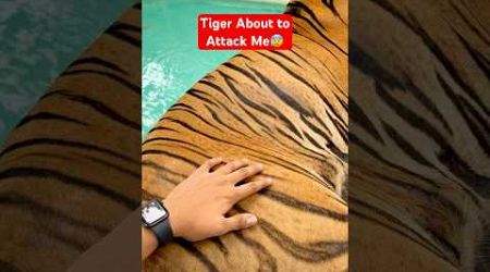 Tiger Attack 