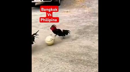 Pertdingan sepakbola antara ayam Bangkok vsayam Philipina #viralvideo #viralshorts #sepakbola #ayam