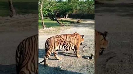 Tigers from close view - jungle. safari....#junglelife #thailand #junglesafari #bangkok #tigerroar