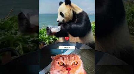 Panda cooking