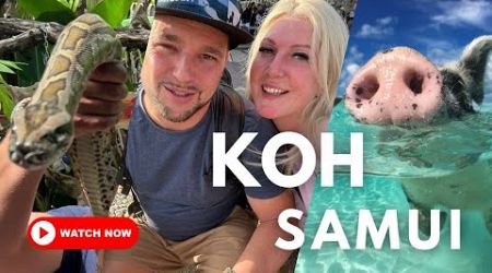 Reisevlog Koh Samui: Instagram-Hotspots und die besten Abenteueri, Pig Island, Cobra Show, RoofSamui