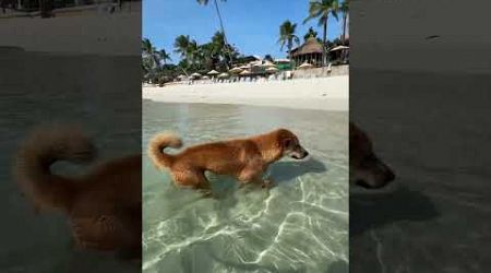 ✨Koh Samui, Thailand: Relax dog on Chaweng beach 