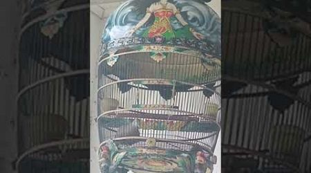 SUARA BURUNG PERKUTUT BANGKOK USIA 4BLN