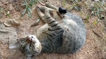 #Cute Cat. Photo Video by Prasert Sriprom.Suan Samui Sea View Point,Baan Saket,Koh Samui,Thailand.