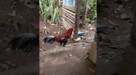 Pecinta ayam bangkok sini merapat ,ada ayam berjenggot nih #shortvideo