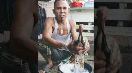 Lagi mandi pagi anakan ayam bangkok shamo Eropa asli saya supaya seger dan sehat kesehatannya bosku