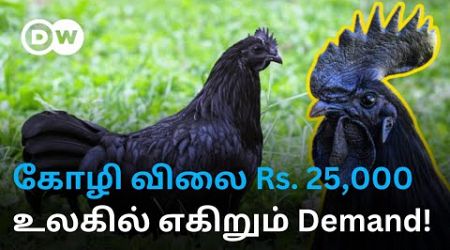 “1 ஜோடியின் விலை 50,000 ரூபாய்” - எகிறும் Demandஆல் Business ஜரூர் | World&#39;s Costliest Chicken!