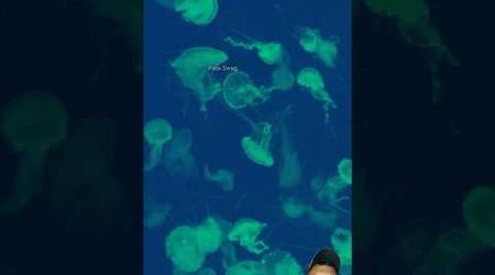 UBUR - UBUR DI LAUT #beach #fishing #travel #seafood #ocean #trending #animals #jellyfish