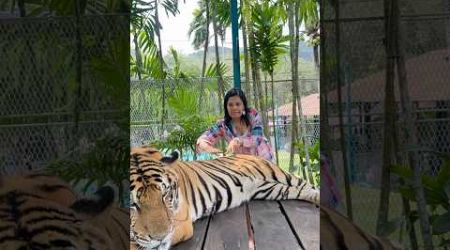 A little massage for my pet . …… #phuket #tiger #tigerpark #tigerreserve