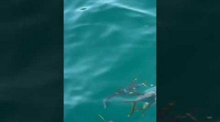 Feeding fish aboard a yacht