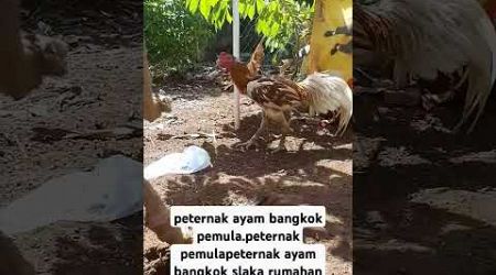 peternak ayam bangkok pemula.peternak ayam bangkok slaka rumahan#sorotan #pengikut #viralvideo