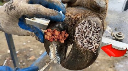 Cut,Trim and Cleaning | FEAR of providing medical support for necrotic cow hoof