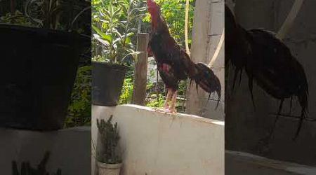 Ciri Khas Ayam Bangkok juara