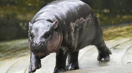 Thailand’s famous baby hippo predicts 2024 US election winner