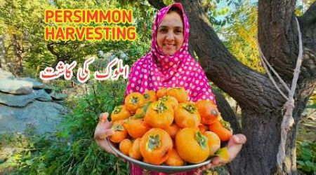 Persimmon Harvesting | Harvesting Amlook | My Village | Daily Lifestyle Vlog | Vlogs New Video