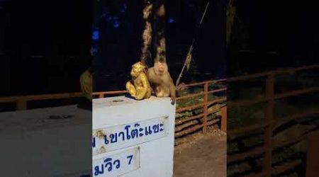 King of Monkey Hill View, Phuket, Thailand